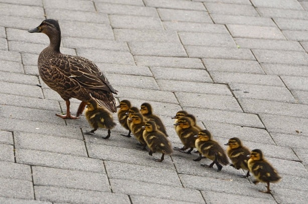 duck_family